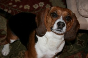Evil Beagle. 